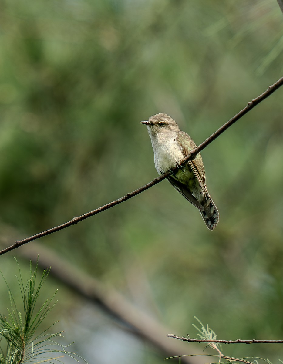 Little Bronze-Cuckoo - ML639811998