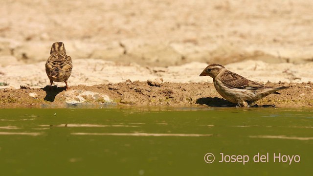 Rock Sparrow - ML639812037