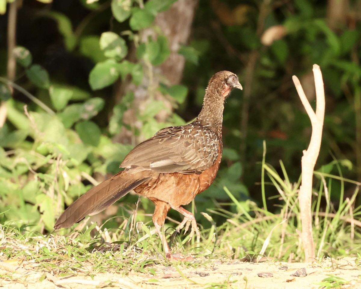 Chestnut-bellied Guan - ML639812057