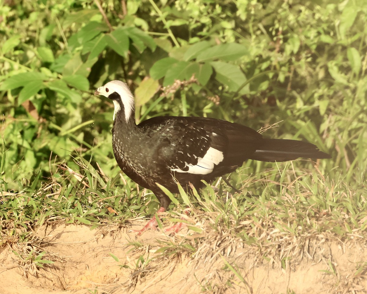 White-throated Piping-Guan - ML639812058