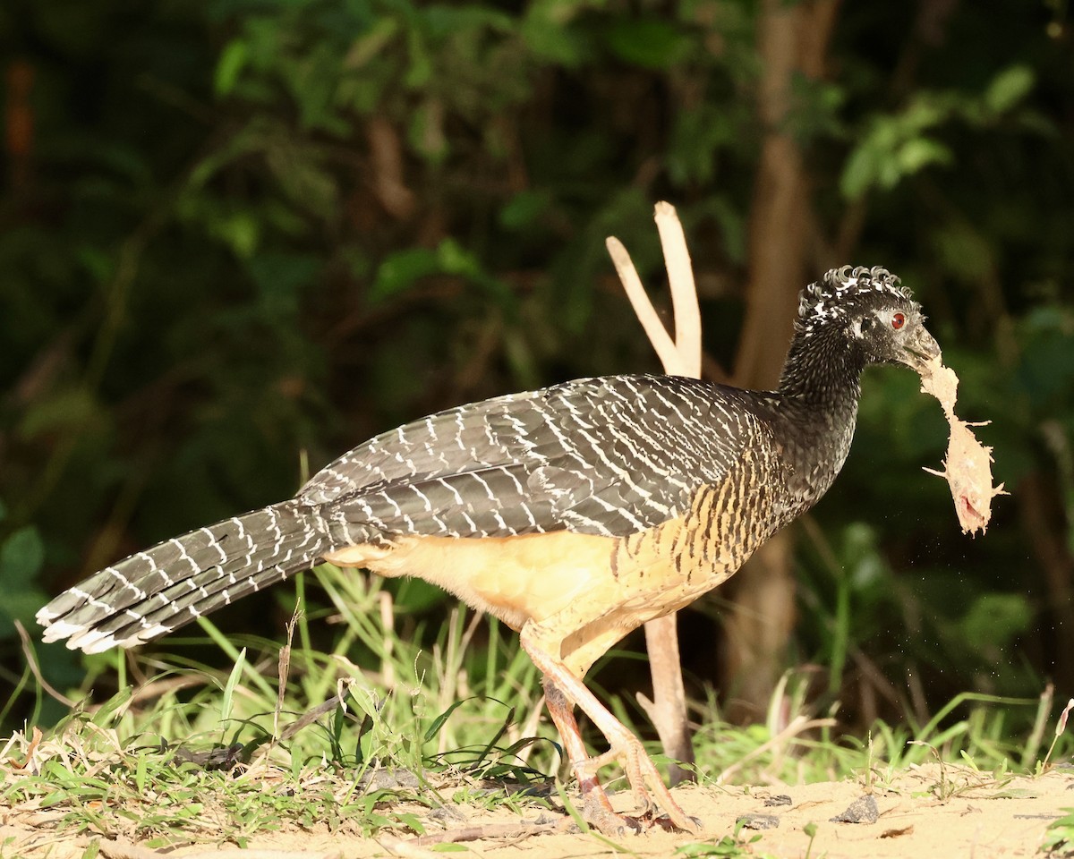 Bare-faced Curassow - ML639812065
