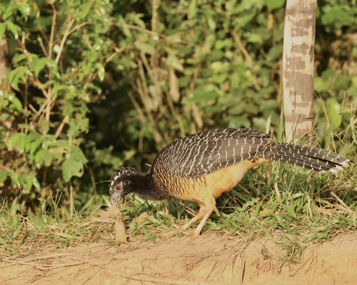 Bare-faced Curassow - ML639812066