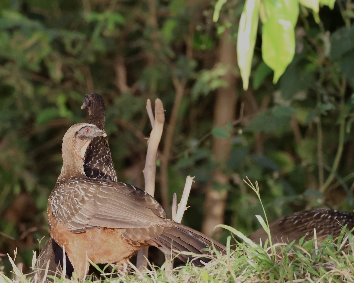 Chestnut-bellied Guan - ML639812077