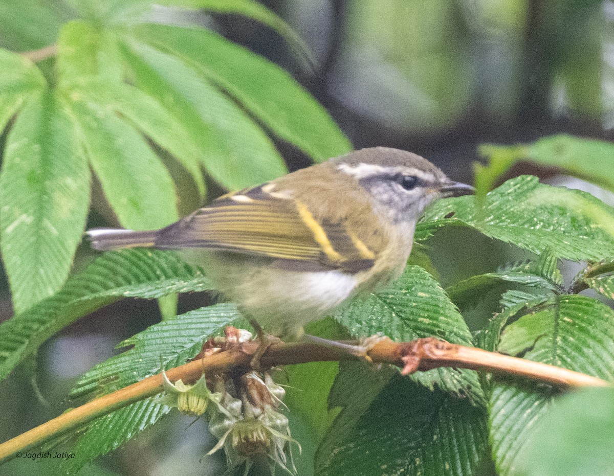 Buff-barred Warbler - ML639812146