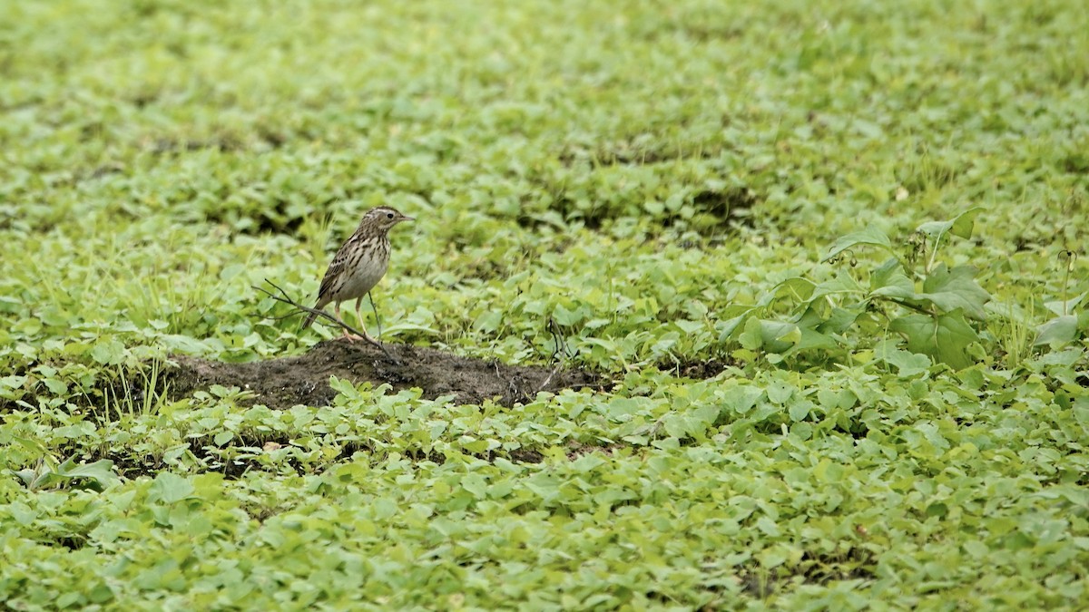 Peruvian Pipit - ML639812201