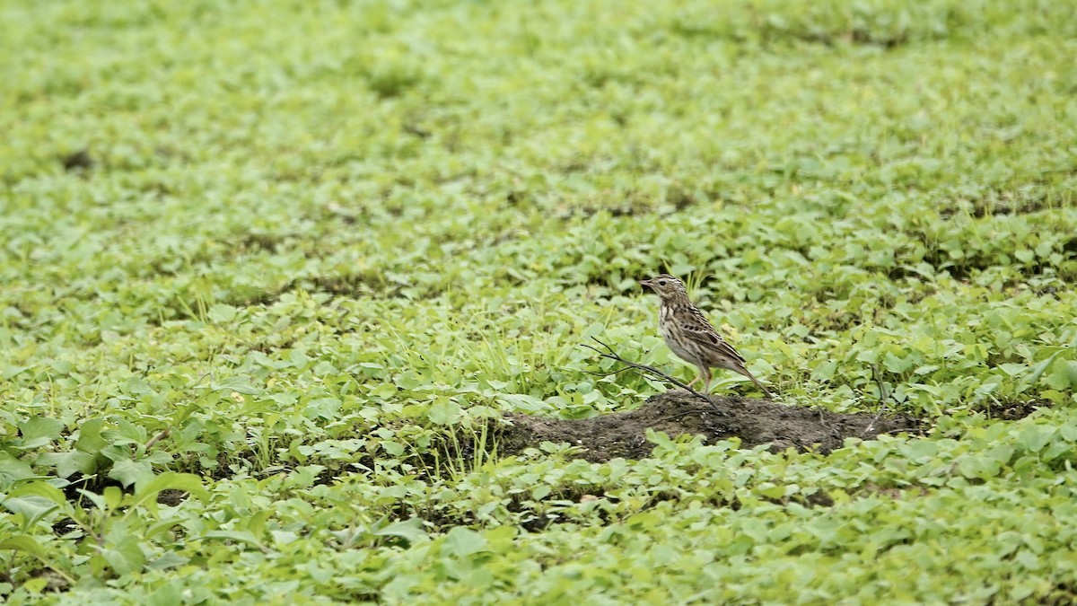 Peruvian Pipit - ML639812209