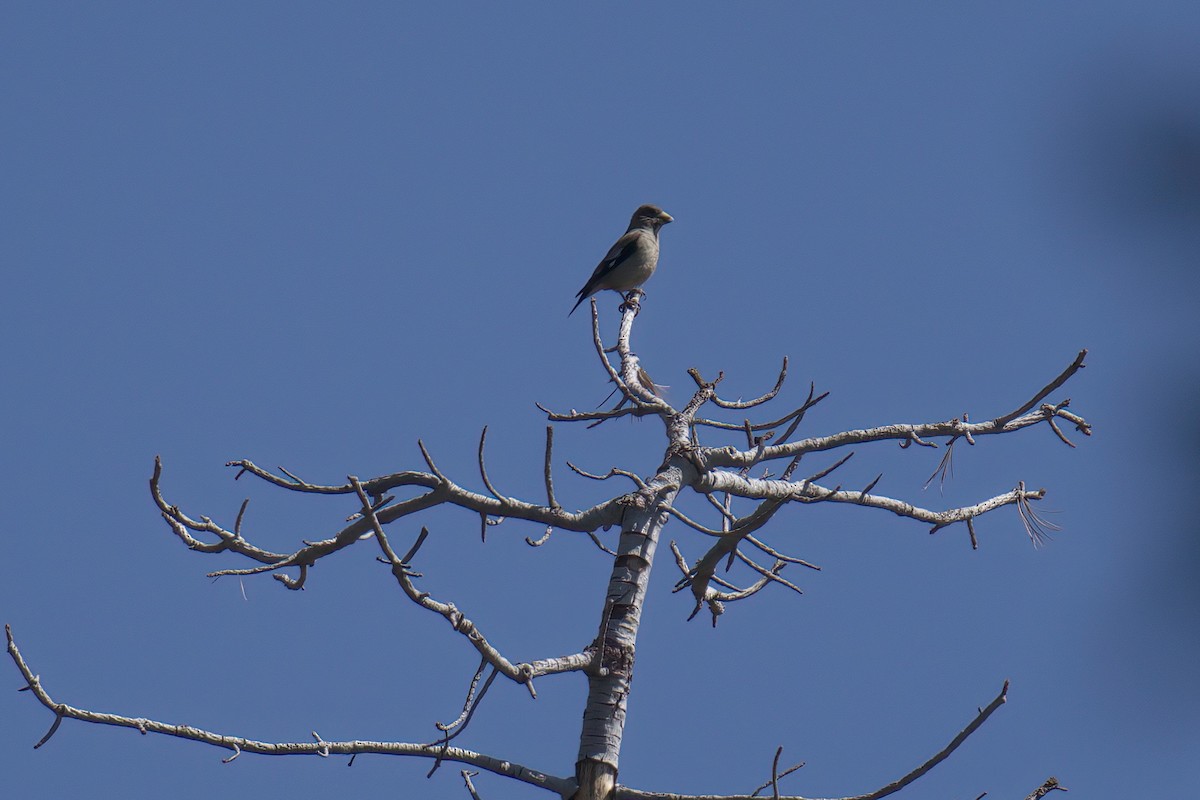 Evening Grosbeak (type 2) - ML639812247