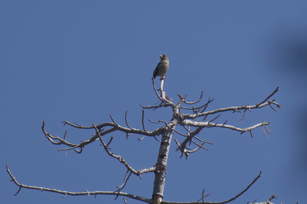 Evening Grosbeak (type 2) - ML639812248
