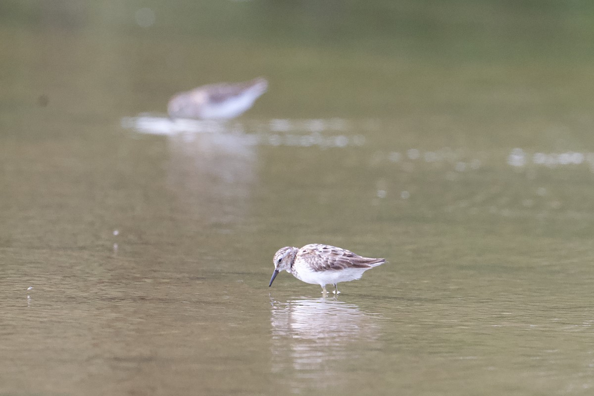 pygmésnipe - ML639812271