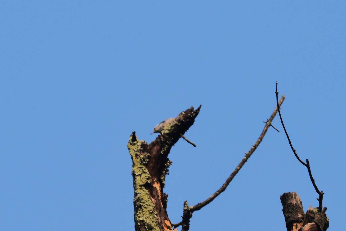 White-breasted Nuthatch (Eastern) - ML639812307