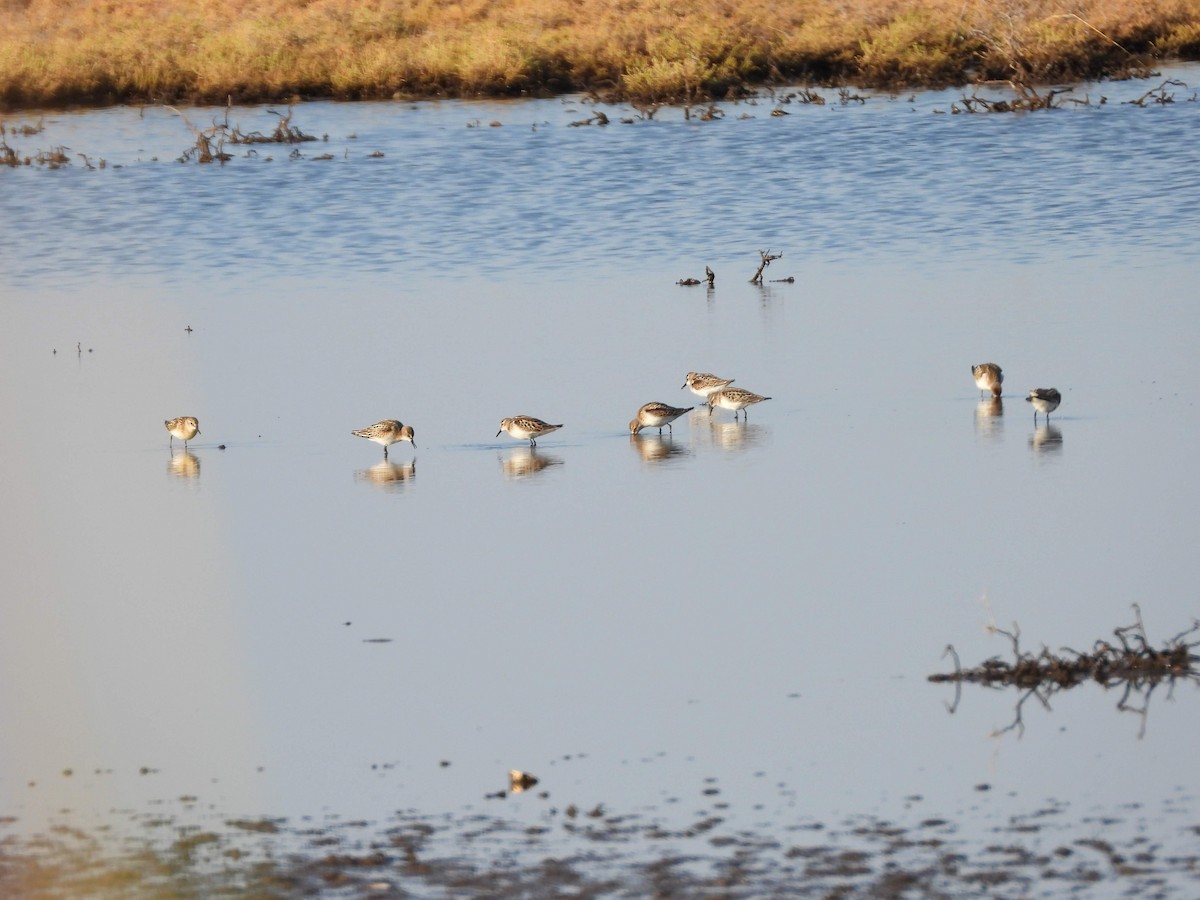 Little Stint - ML639812376