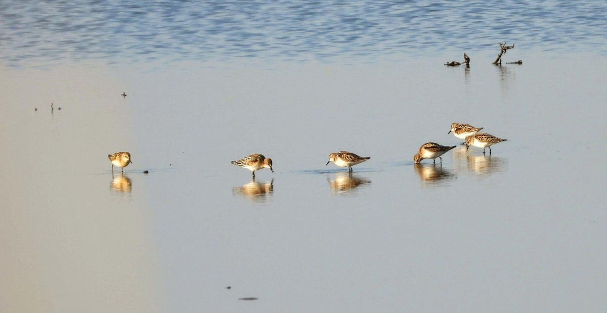 Little Stint - ML639812377