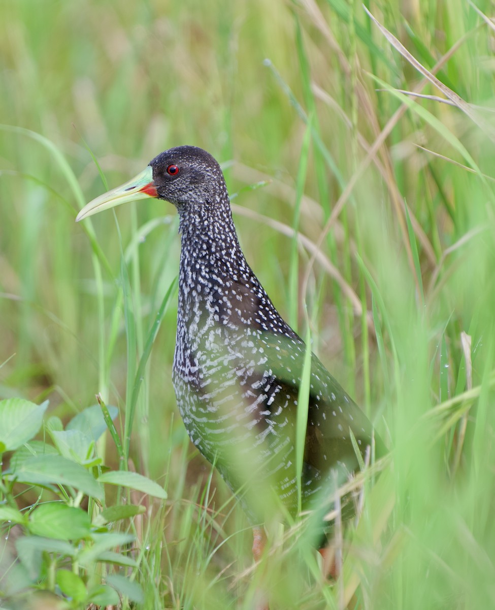 Spotted Rail - ML639812378