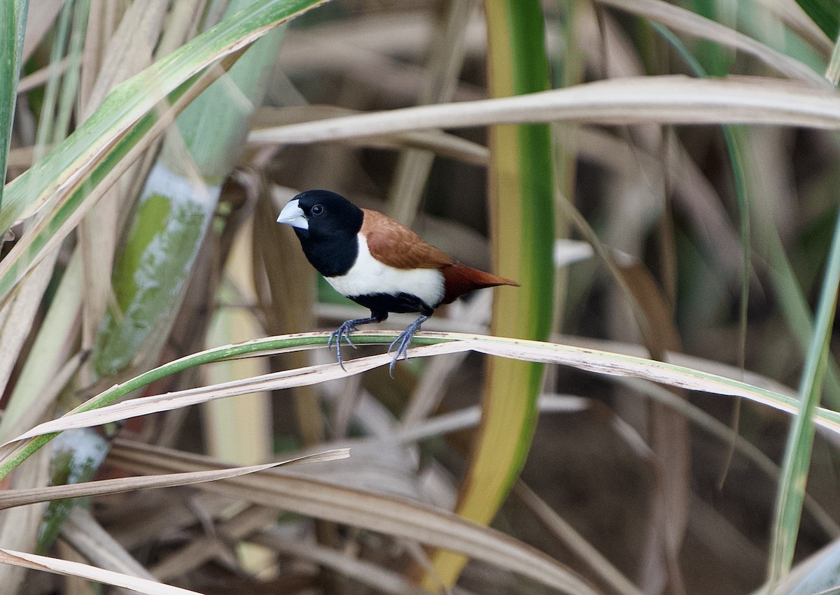 Tricolored Munia - ML639812408