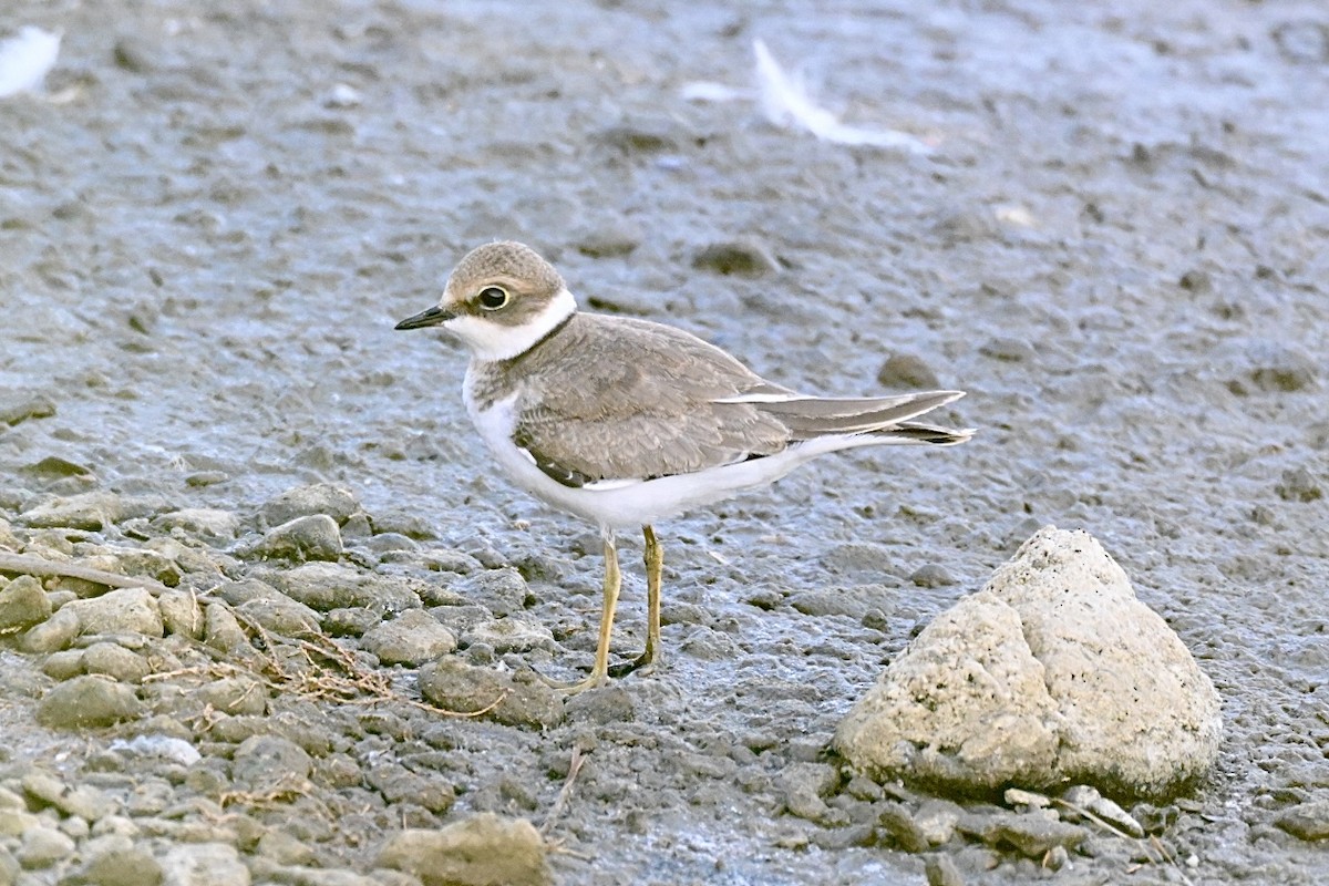 Little Ringed Plover - ML639812417