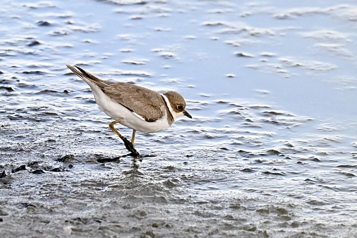 Little Ringed Plover - ML639812418
