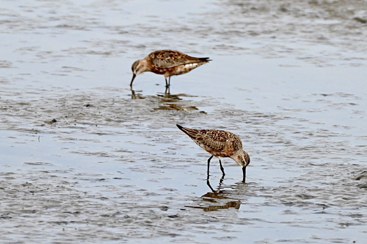 Curlew Sandpiper - ML639812471