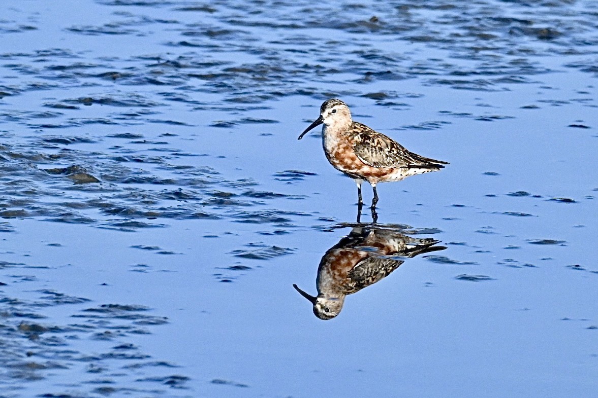 Curlew Sandpiper - ML639812472