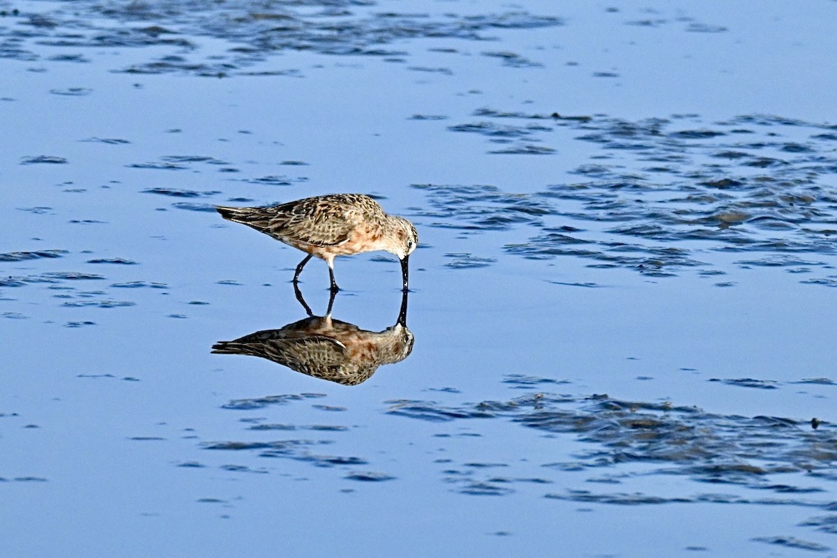 Curlew Sandpiper - ML639812473