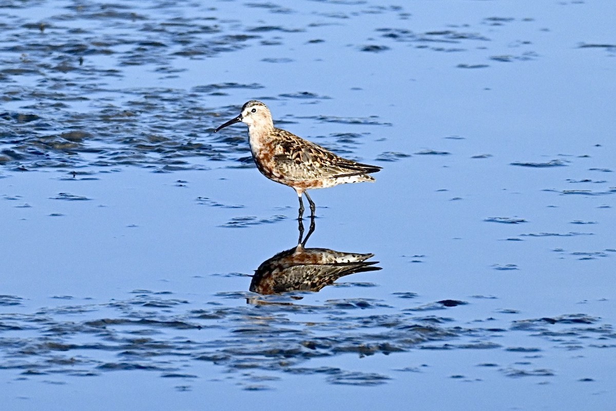 Curlew Sandpiper - ML639812474