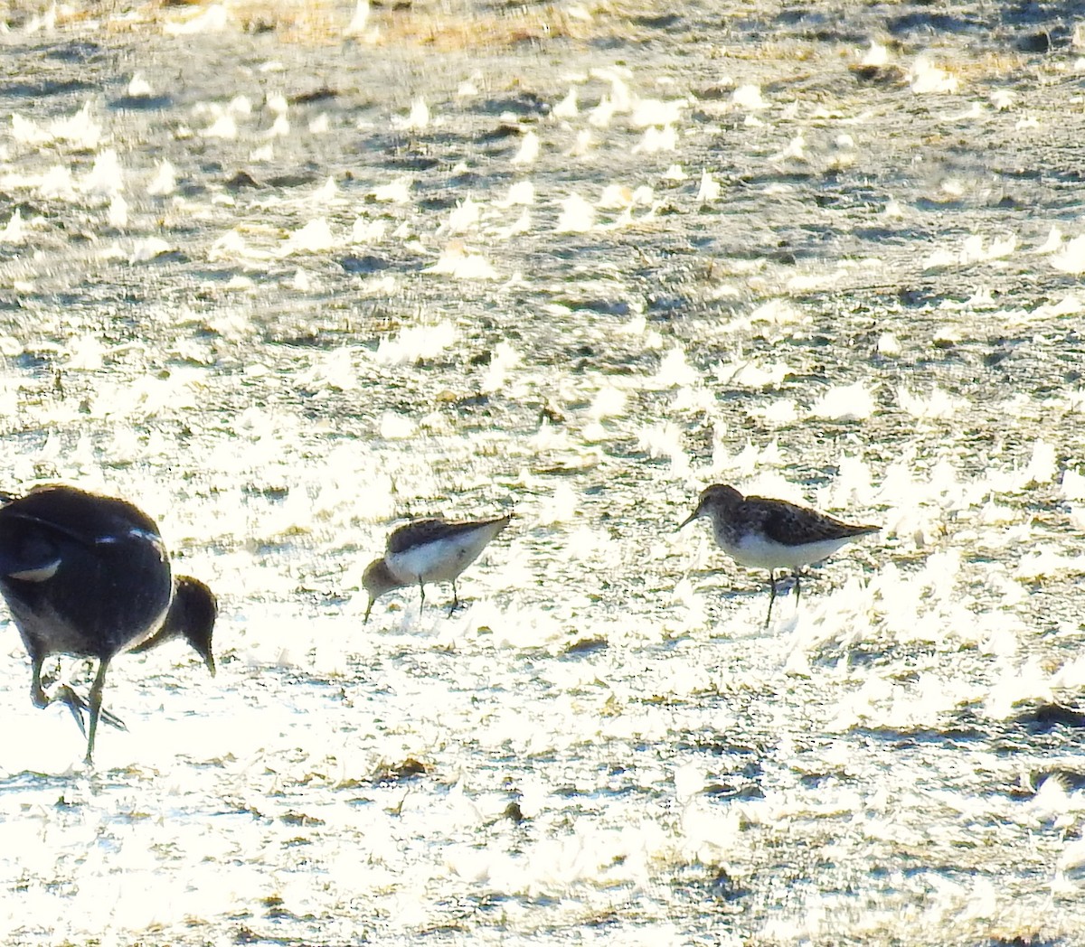 Little Stint - ML639812494