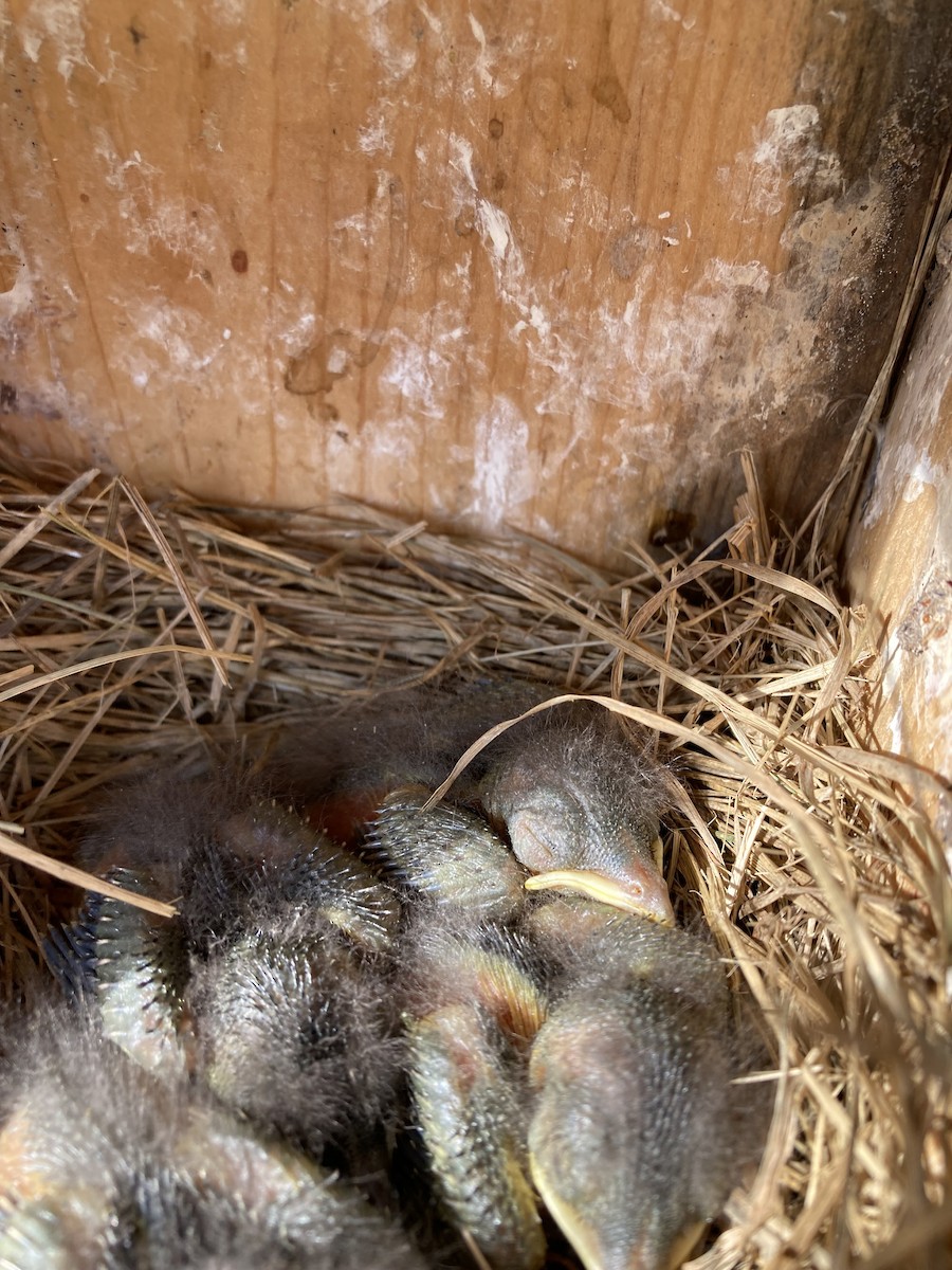 Eastern Bluebird - ML639812501