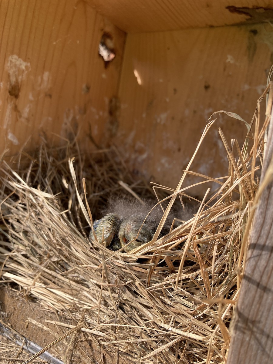 Eastern Bluebird - ML639812502