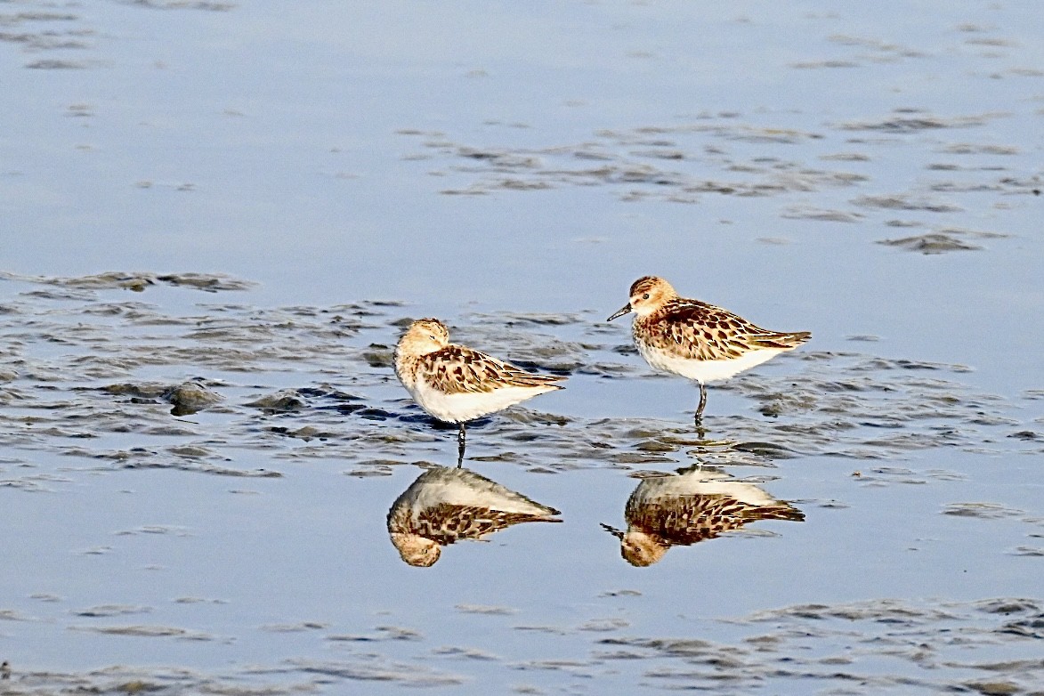 Little Stint - ML639812545