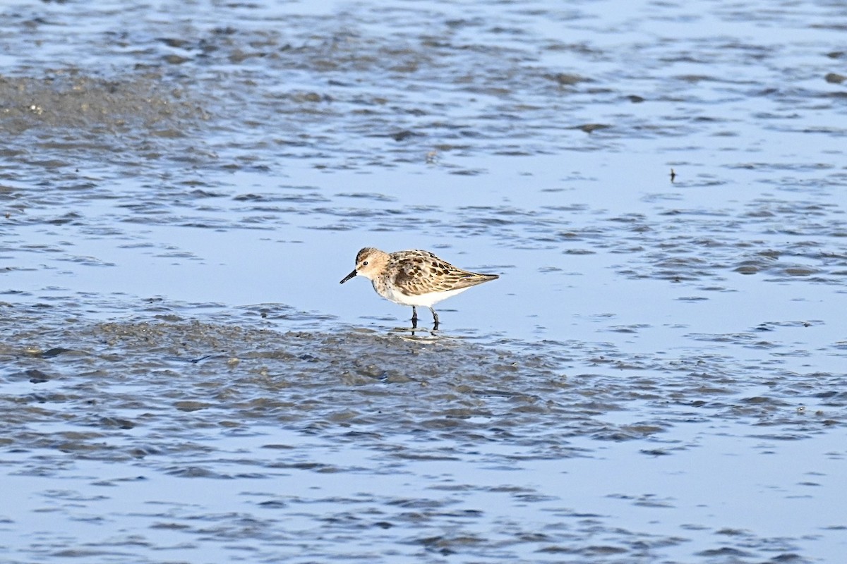 Little Stint - ML639812547