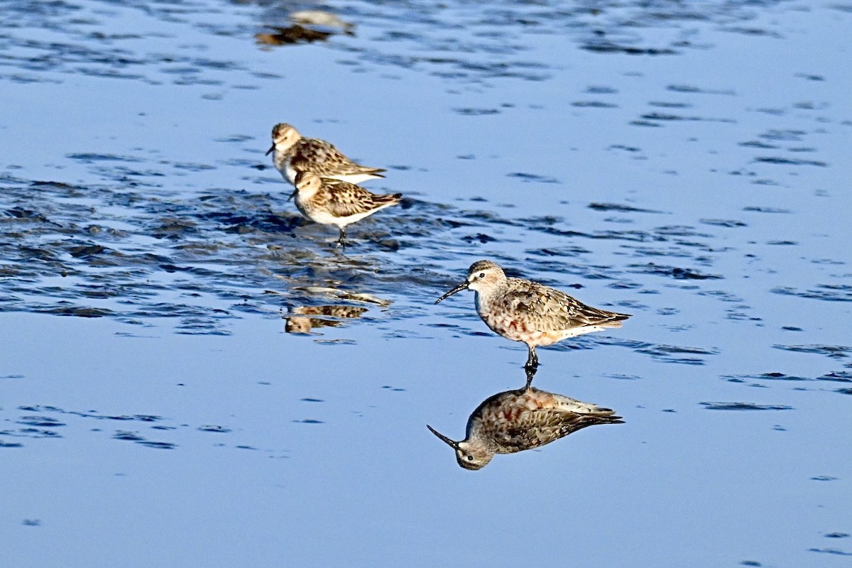 Little Stint - ML639812548