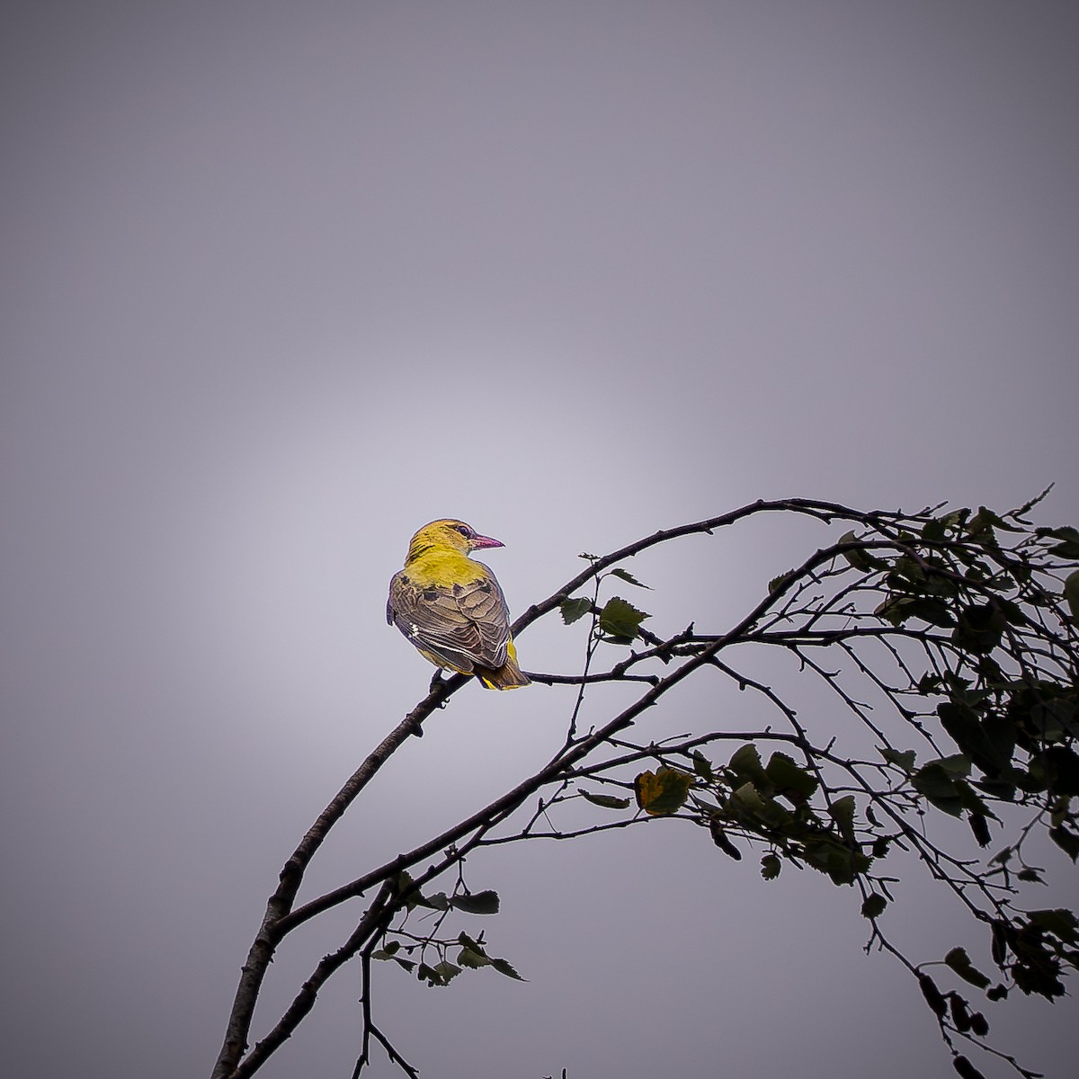 Eurasian Golden Oriole - ML639812595