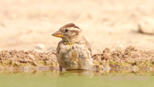 Rock Sparrow - ML639812657