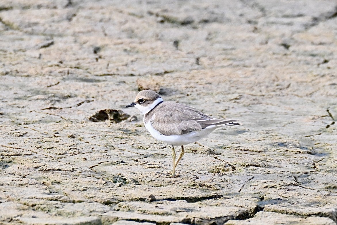 Little Ringed Plover - ML639812665