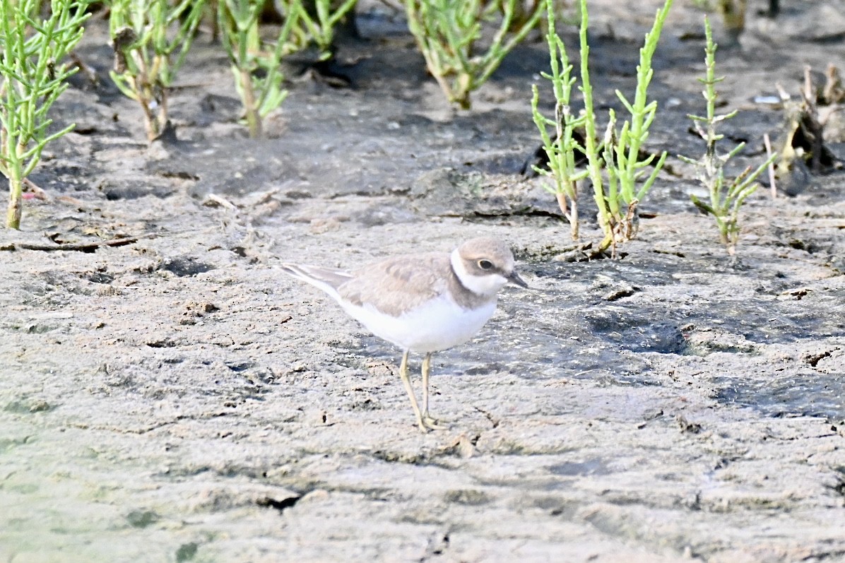 Little Ringed Plover - ML639812666