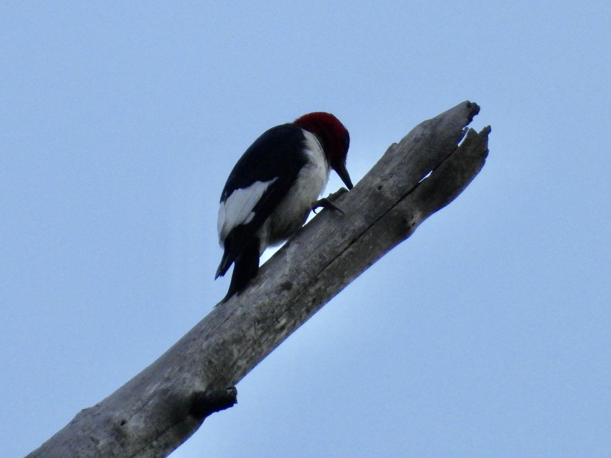 Pic à tête rouge - ML639812698