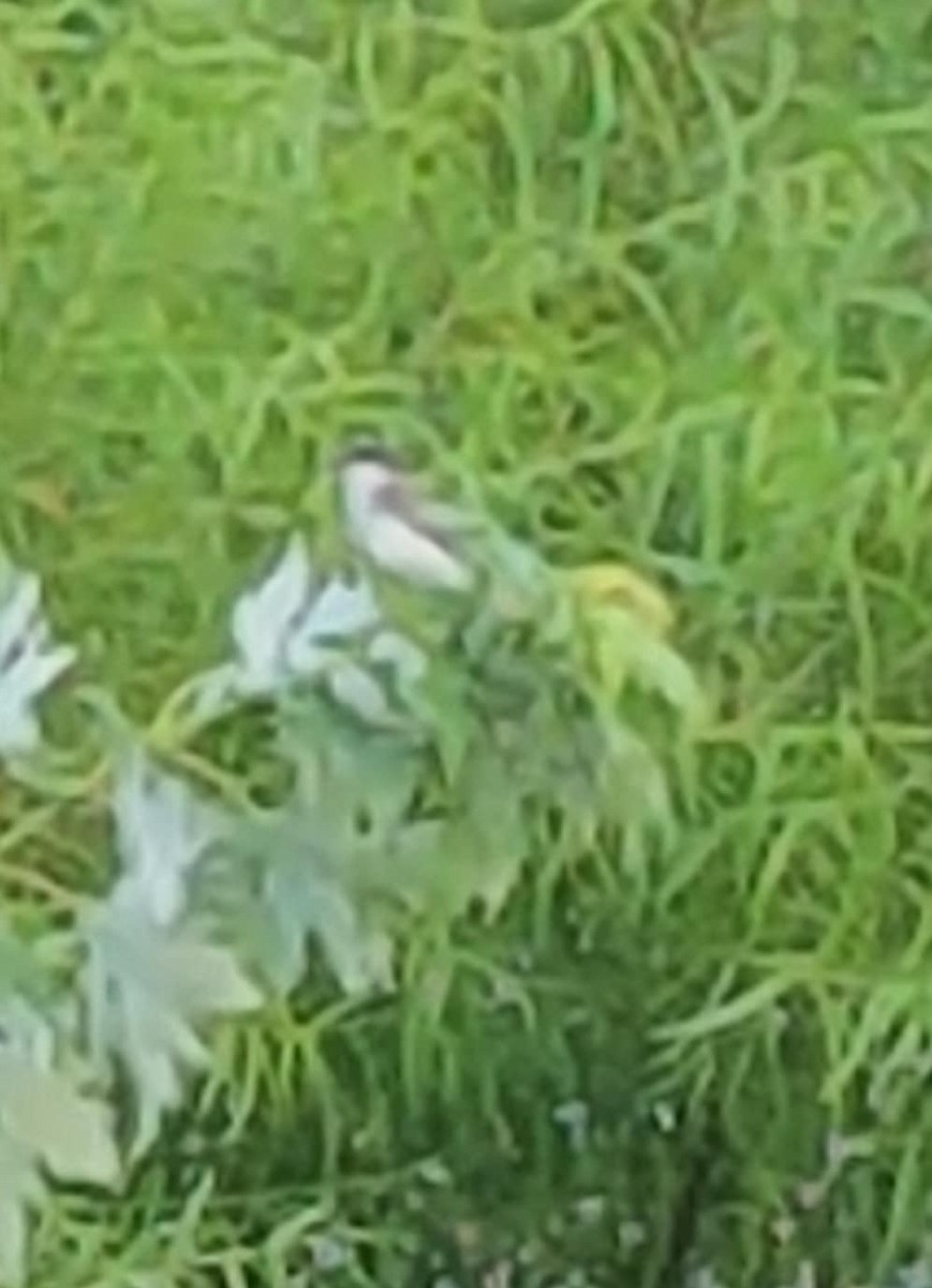 Тиран королівський - ML639812703