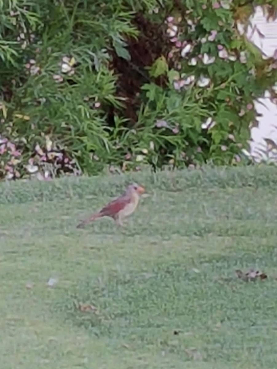 Кардинал червоний - ML639812722