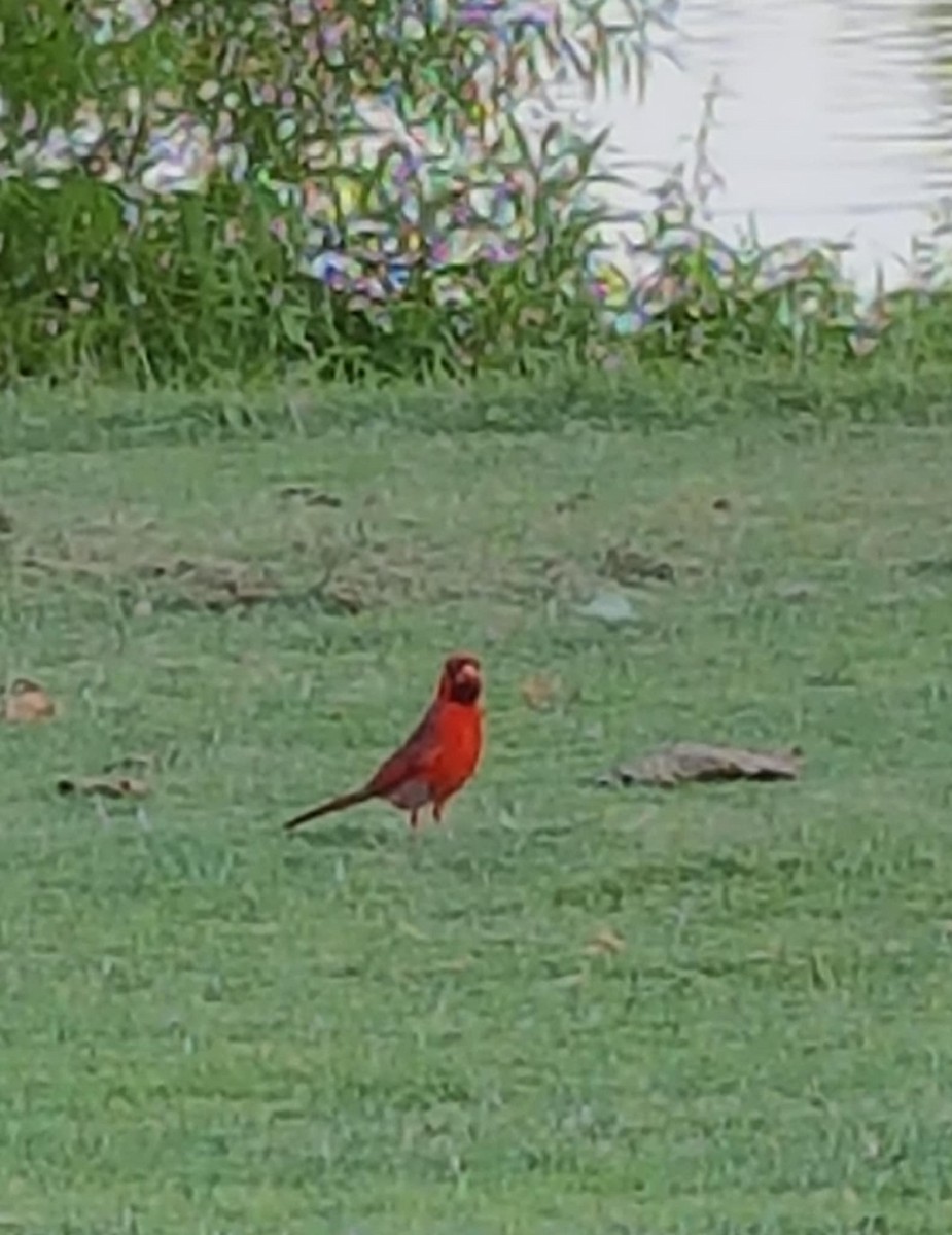 Кардинал червоний - ML639812723