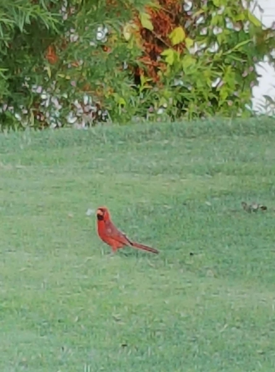 Кардинал червоний - ML639812724