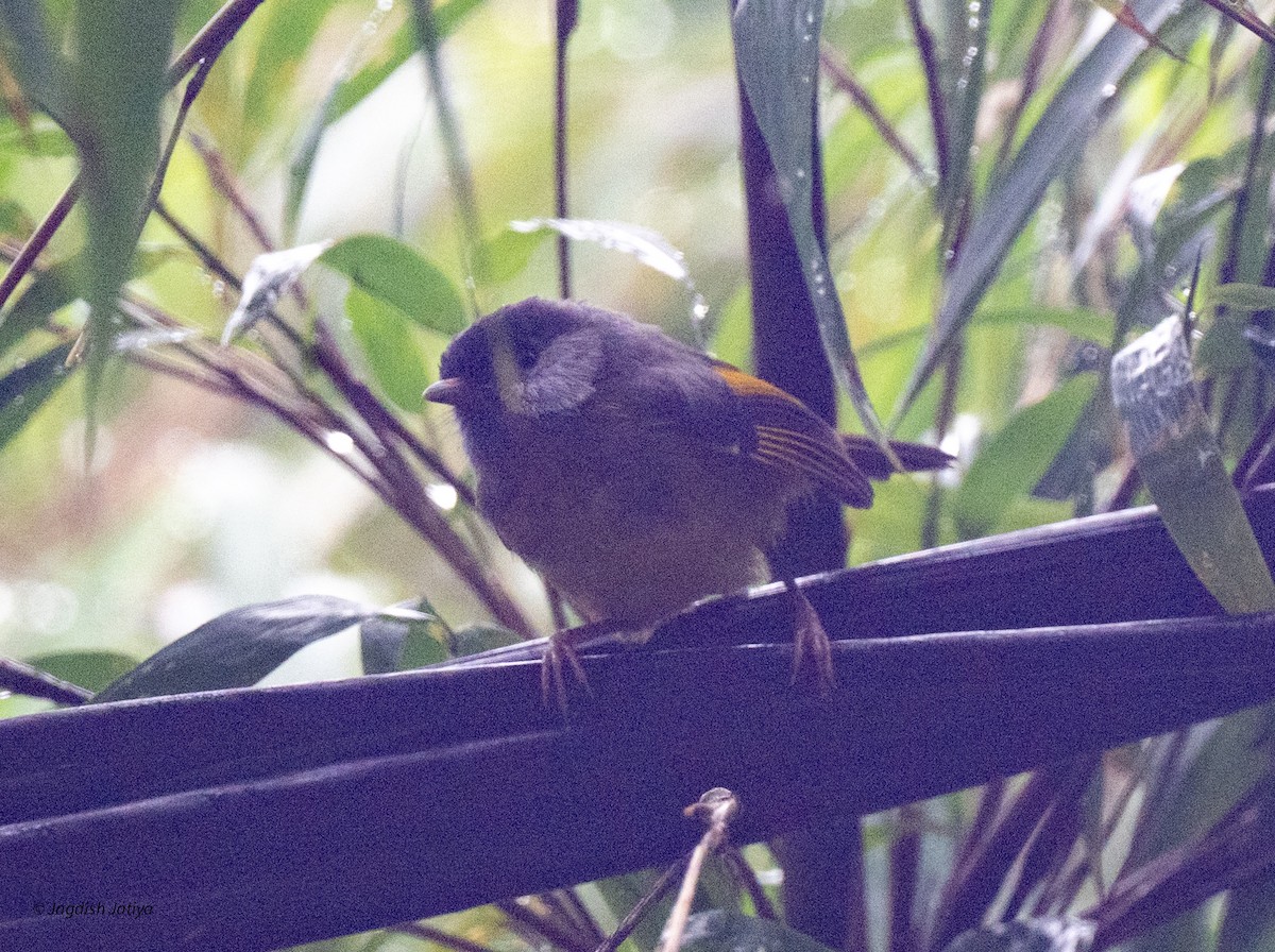 Golden-breasted Fulvetta - ML639812789