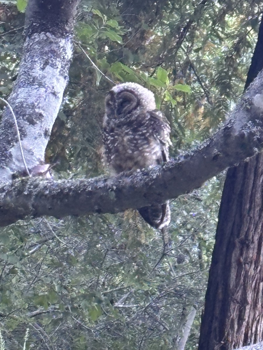 ニシアメリカフクロウ（caurina） - ML639812809