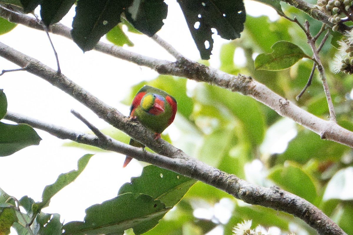 Red-flanked Lorikeet - ML639812812