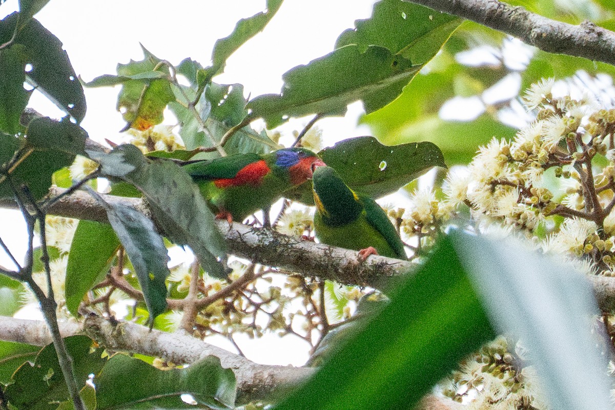 Red-flanked Lorikeet - ML639812813