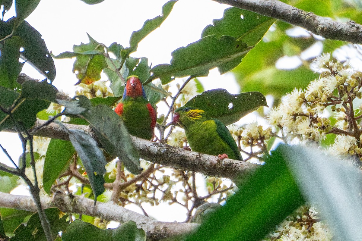Red-flanked Lorikeet - ML639812814