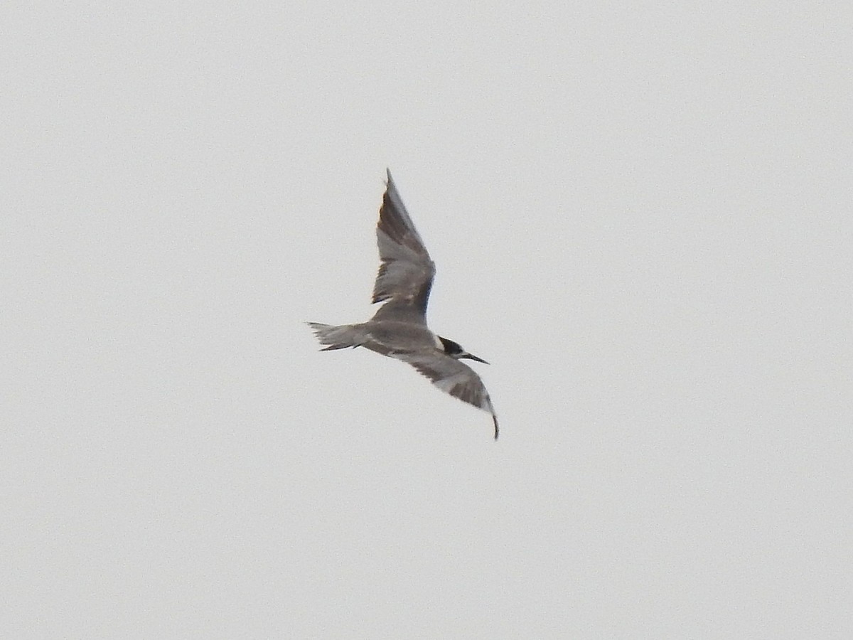 White-cheeked Tern - ML639812816