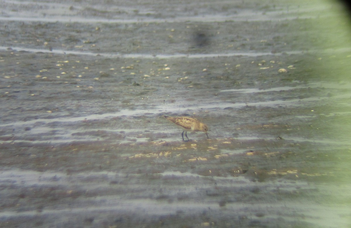 Temminck's Stint - ML639812834