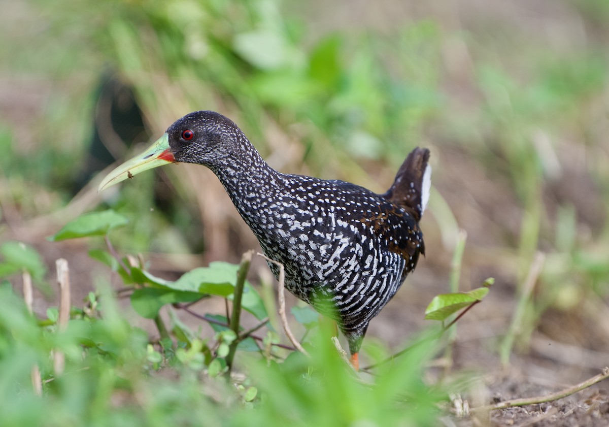 Spotted Rail - ML639812869