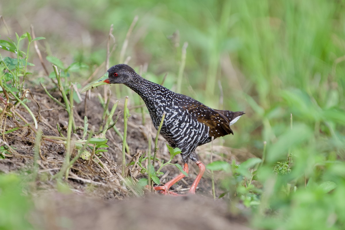 Spotted Rail - ML639812871