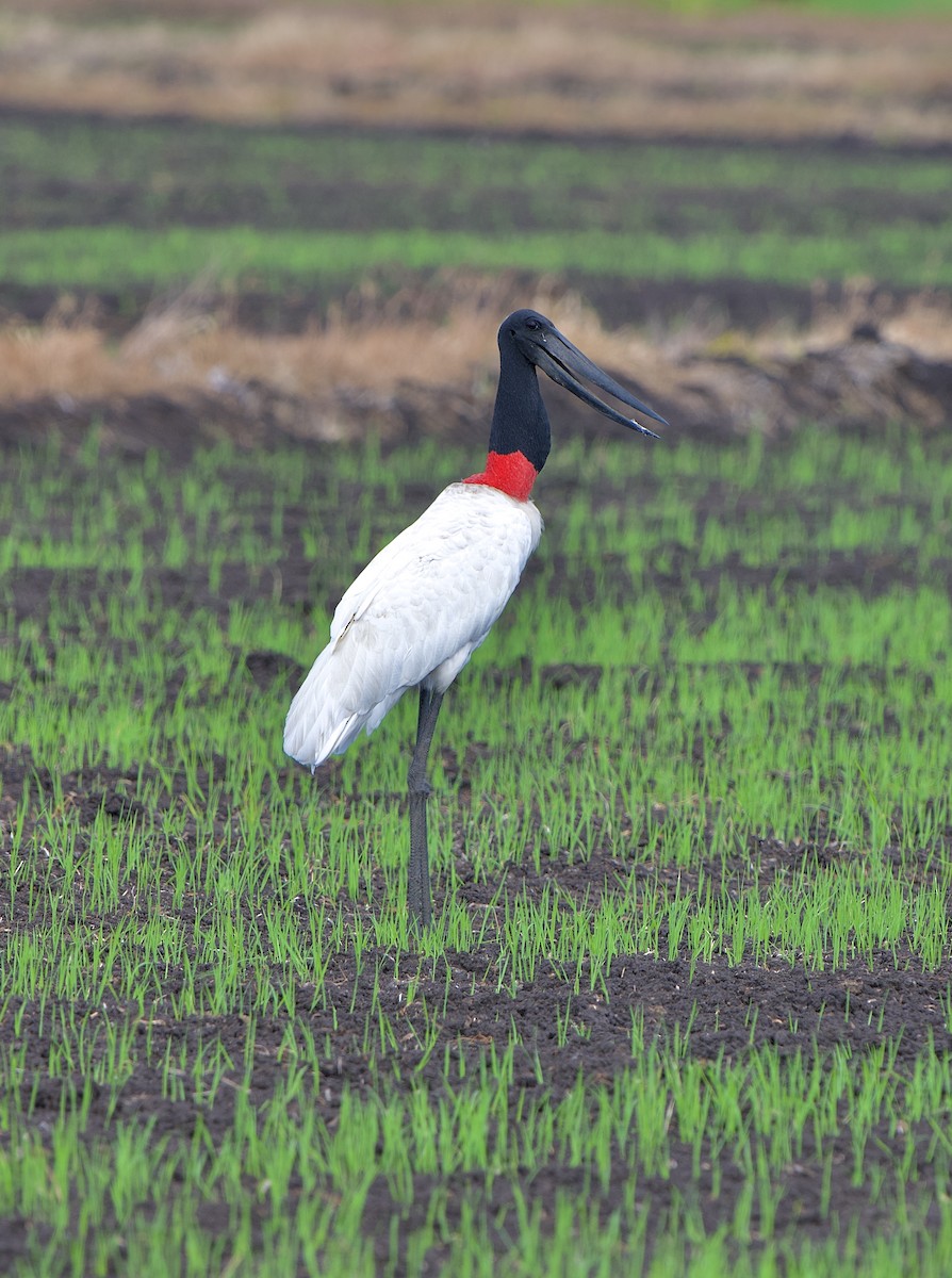 Jabiru - ML639812884