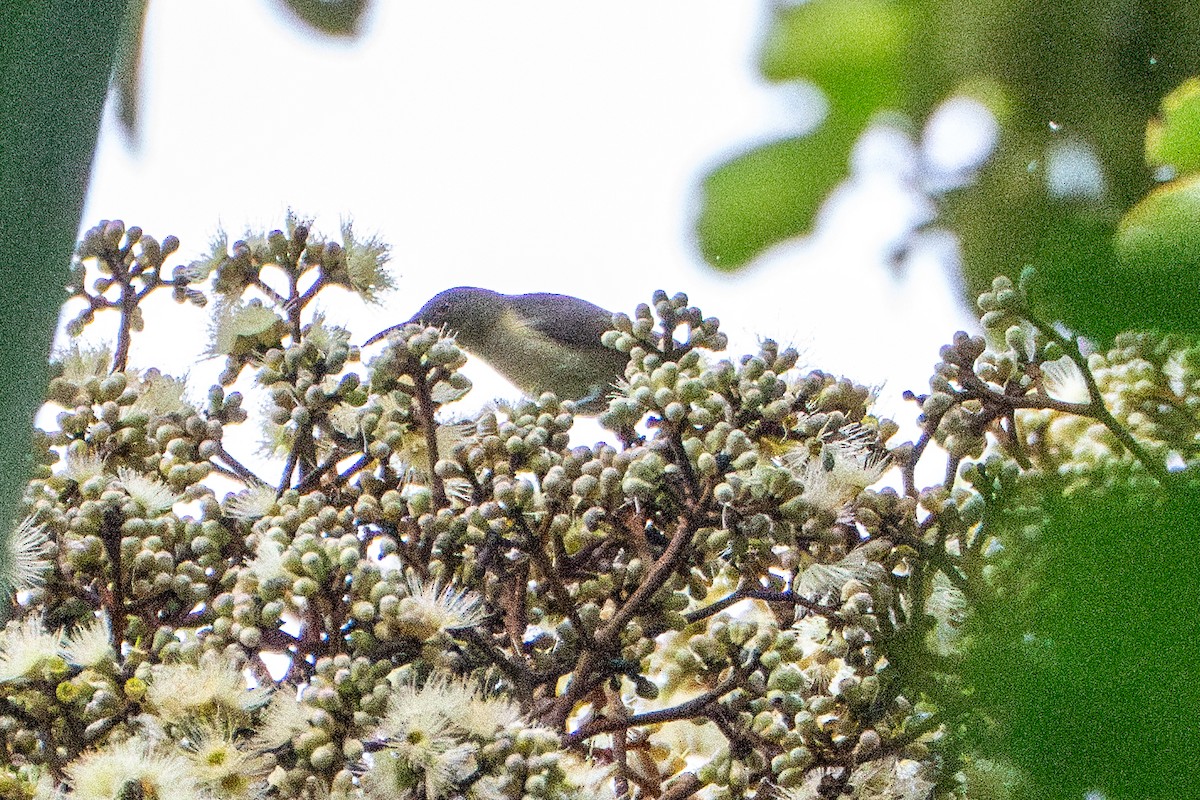 Spectacled Longbill - ML639812900
